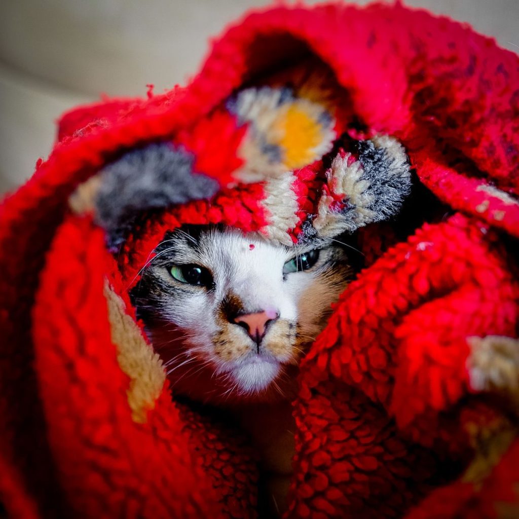 Muzzle of adorable calm cat with spots covered in warm red blanket on cold day in light room at home