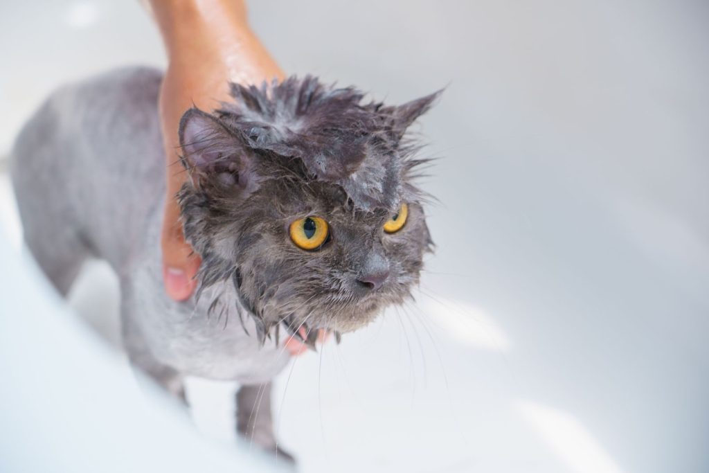 Close-up of a grey cat getting a bath with human hand assistance in a white tub.