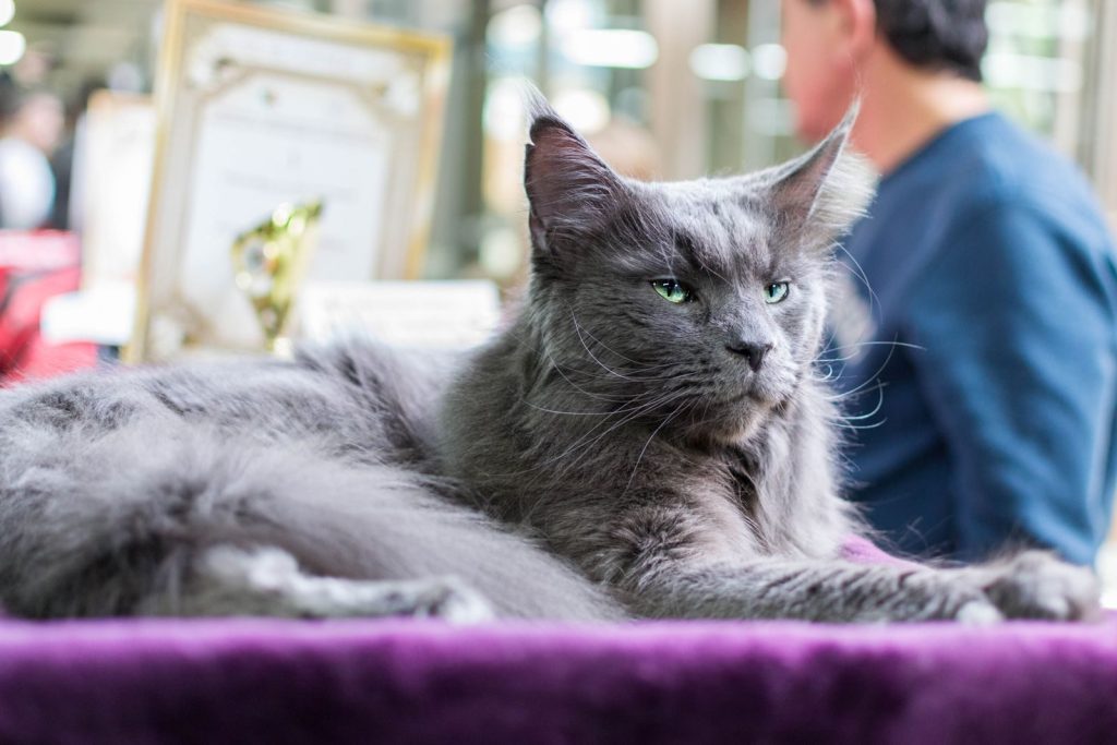 A fluffy gray Maine Coon cat lounging indoors, showcasing its serene demeanor and vibrant green eyes.
