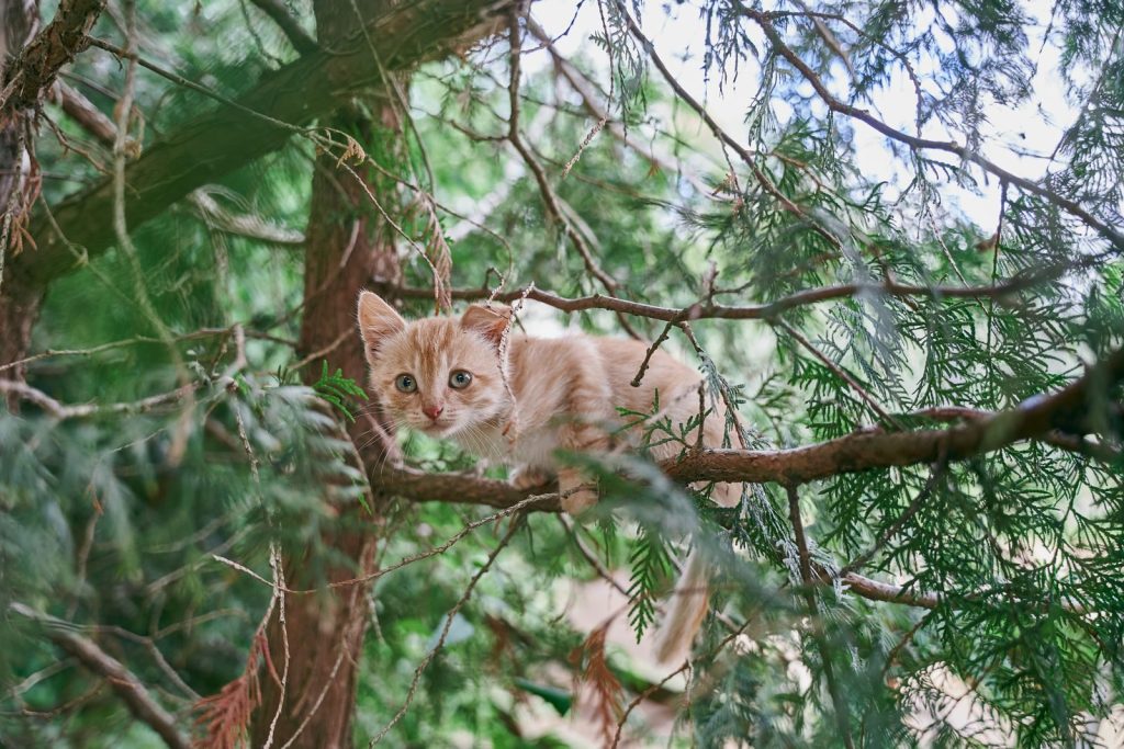 Adorable kitten perched on tree branch surrounded by lush greenery, showcasing playful curiosity.