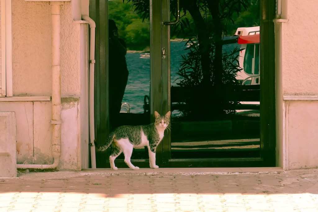 A stray cat stands near a door reflecting a scenic outdoors setting, showcasing urban wildlife.