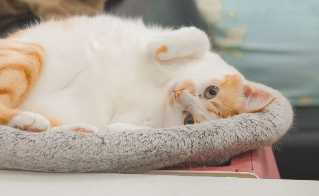 Adorable orange and white domestic cat relaxed indoors on a cozy bed.