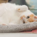 Adorable orange and white domestic cat relaxed indoors on a cozy bed.
