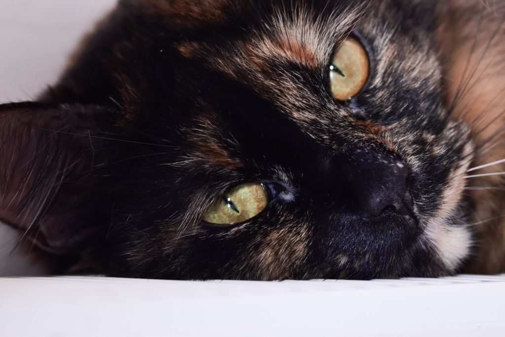 Intimate close-up of a tortoiseshell cat showing its vibrant eyes and detailed fur.