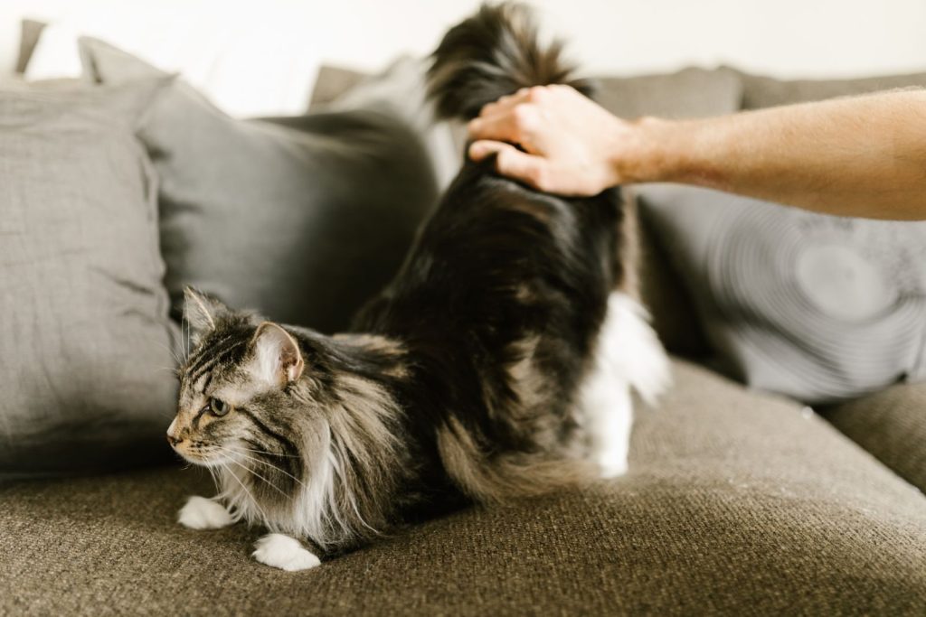A Maine Coon cat being petted while stretching on a comfortable sofa indoors.