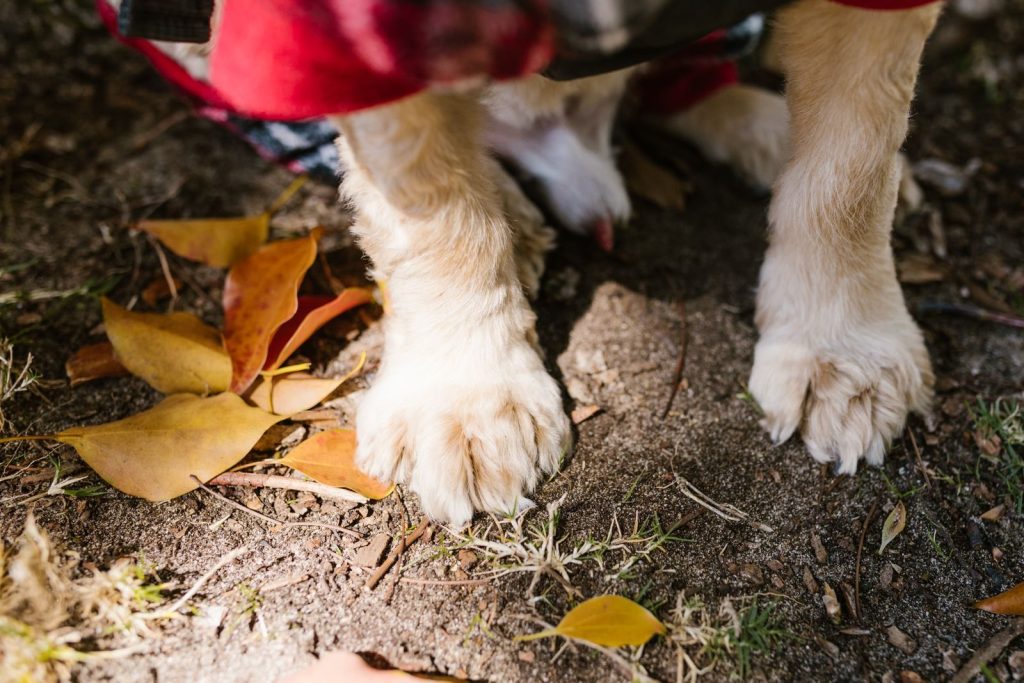 A close-up photograph of dog's paws on earthy ground surrounded by autumn leaves.