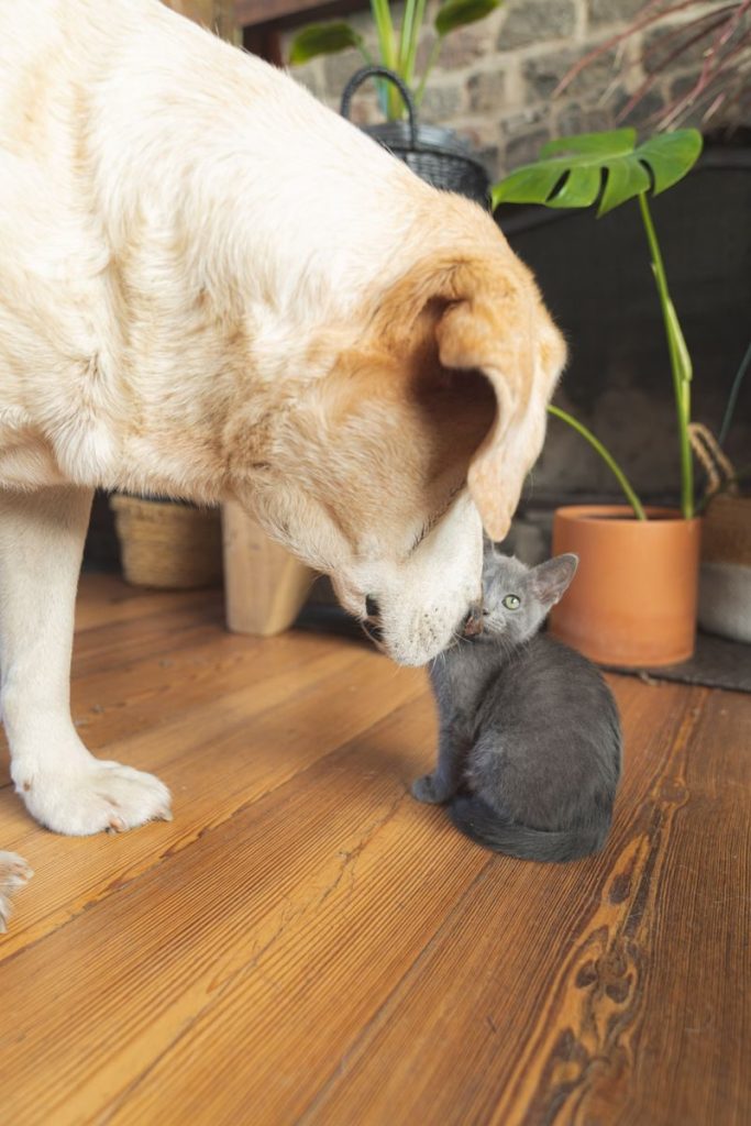 A heartwarming indoor scene of a dog gently interacting with a curious kitten.