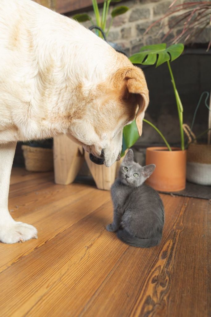 Cute Labrador dog meeting a small gray kitten indoors on a wooden floor.