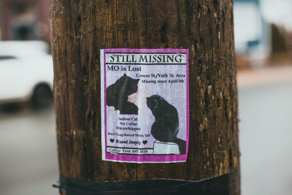 Announcement with pink frame of missing cat hanging on trunk of tree on city street in daylight