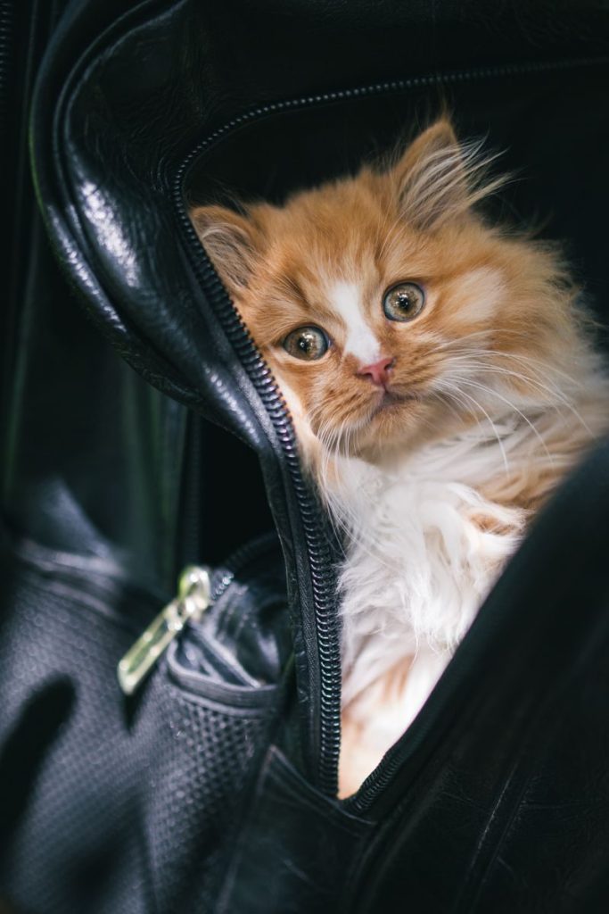 Cute Persian kitten peeking out from a black bag in an indoor setting.