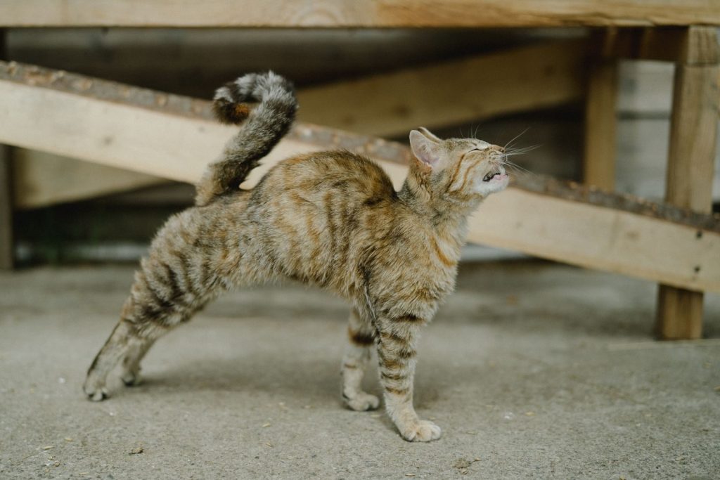 A tabby cat stretching gracefully indoors on a concrete floor, showcasing feline elegance.