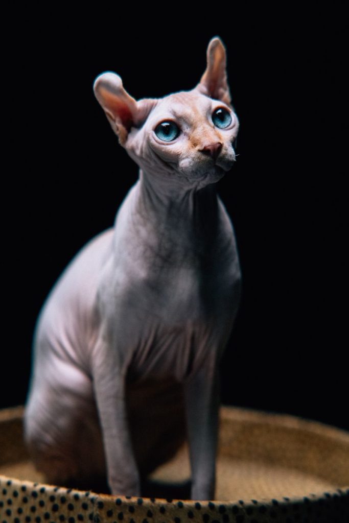 Artistic portrait of a Sphynx cat with blue eyes on a black background.