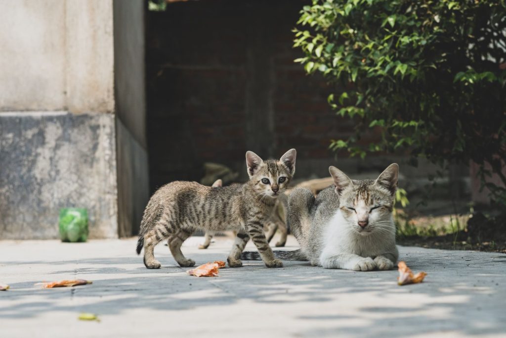 Two cats, a kitten and adult, resting on pavement outdoors in natural light.