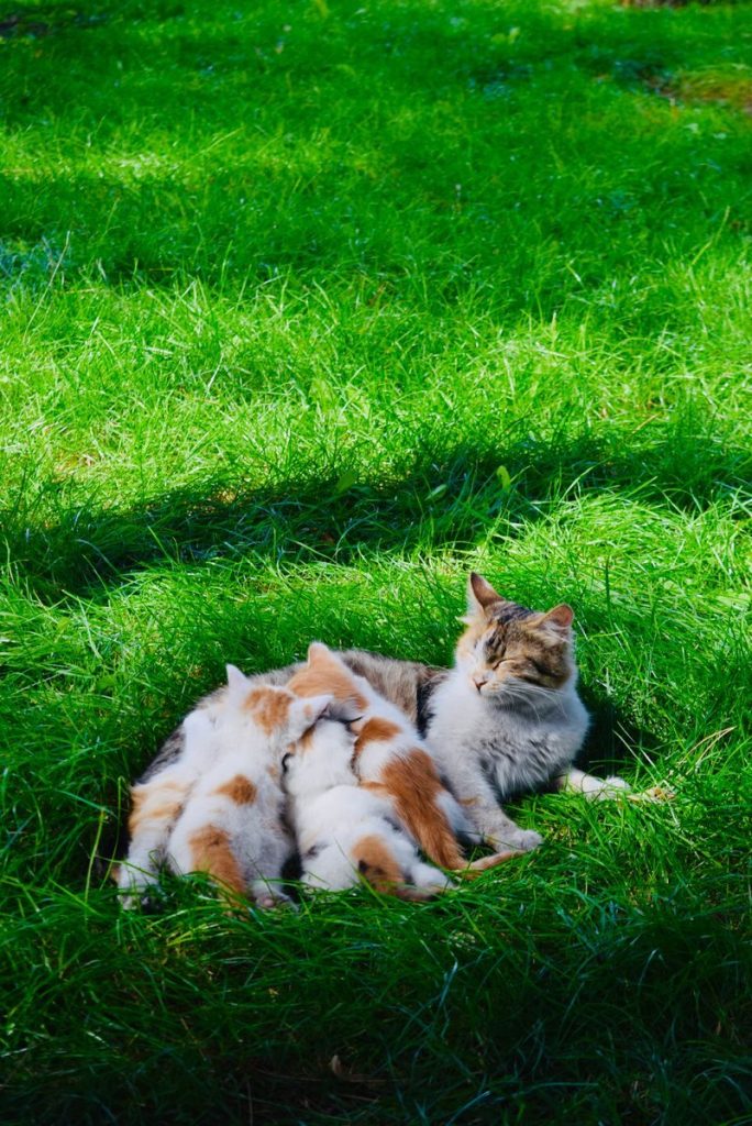 A tabby cat nursing her kittens on a lush green lawn, basking in sunlight.