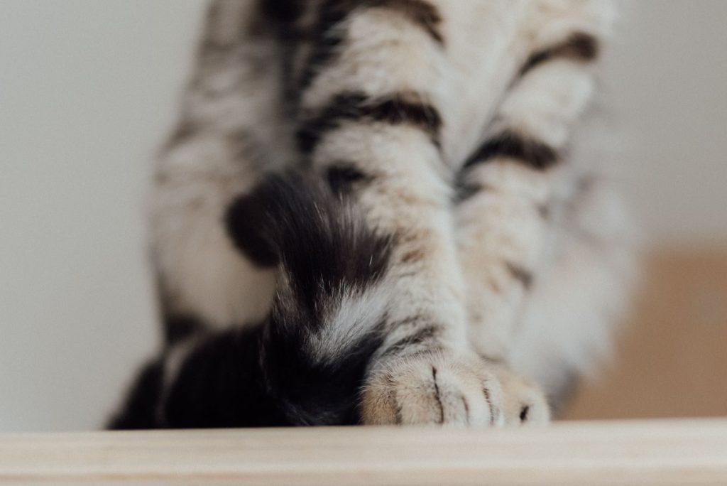 Close-up of a feline's furry striped paw and tail on a soft surface.