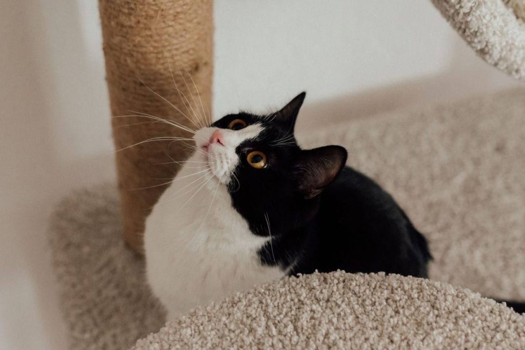 Adorable tuxedo cat looking up while perched on a cat tree indoors.