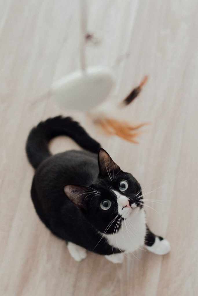 A curious tuxedo cat eagerly looks up at a dangling toy indoors. Perfect for cat lovers.