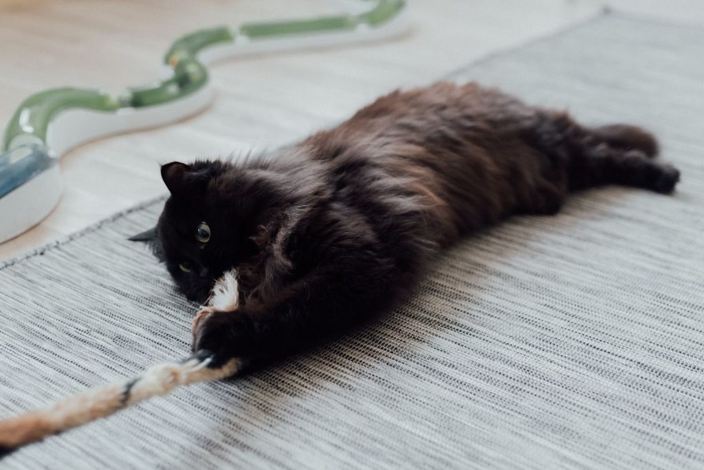 A cute black cat playfully tugging on a rope toy on a cozy indoor rug.