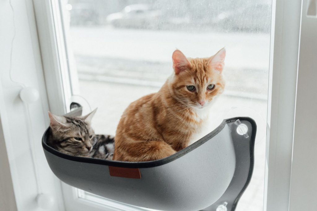 Two adorable tabby cats sitting comfortably on a window perch inside a home.