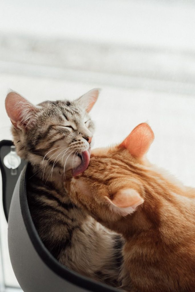 Adorable tabby and ginger kittens grooming each other in a playful manner.