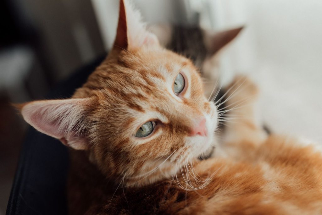 A cozy ginger tabby cat rests near a window, showcasing its pensive look.