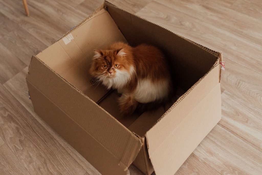 Adorable Persian cat sitting comfortably in a cardboard box indoors.