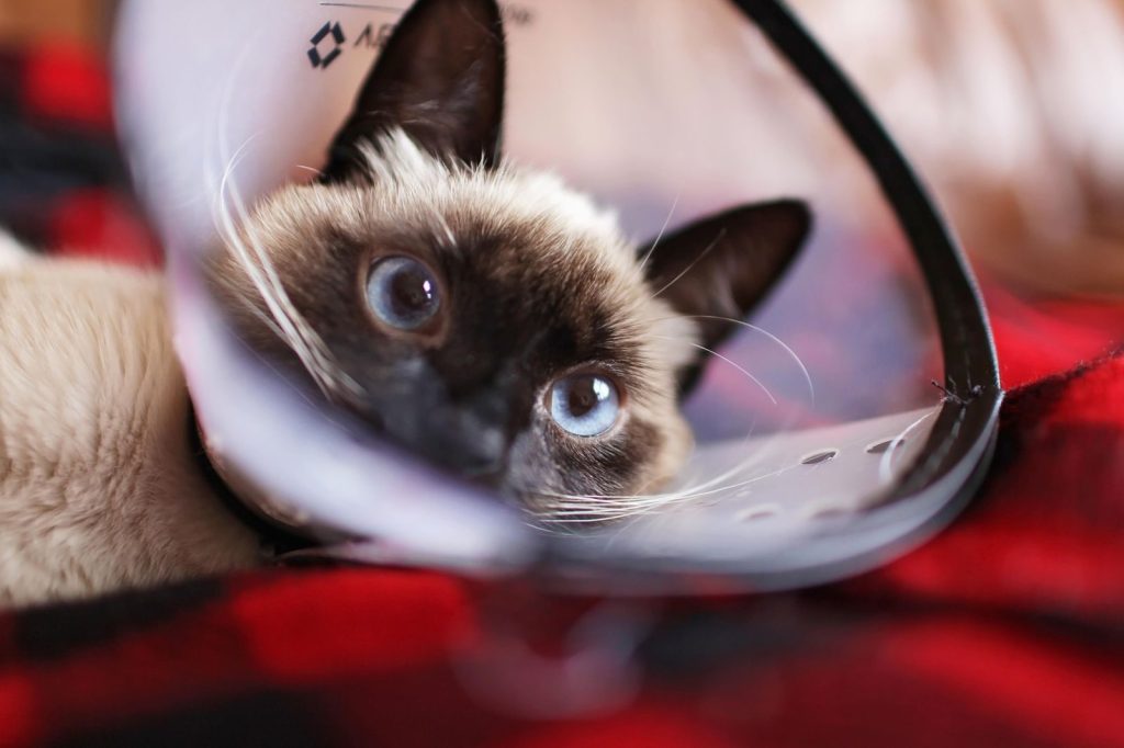 Close-up of Siamese cat wearing a protective cone, looking adorably curious.