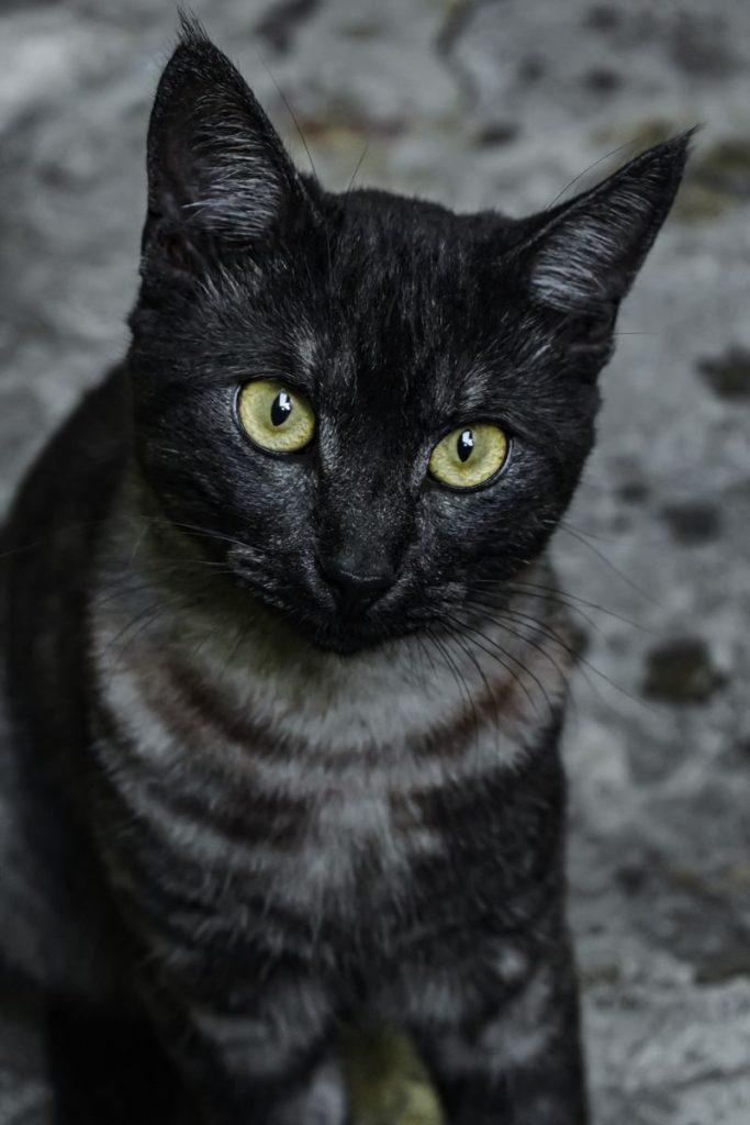 Captivating close-up of a black cat with striking eyes in Guatemala, showcasing its playful yet mysterious nature.
