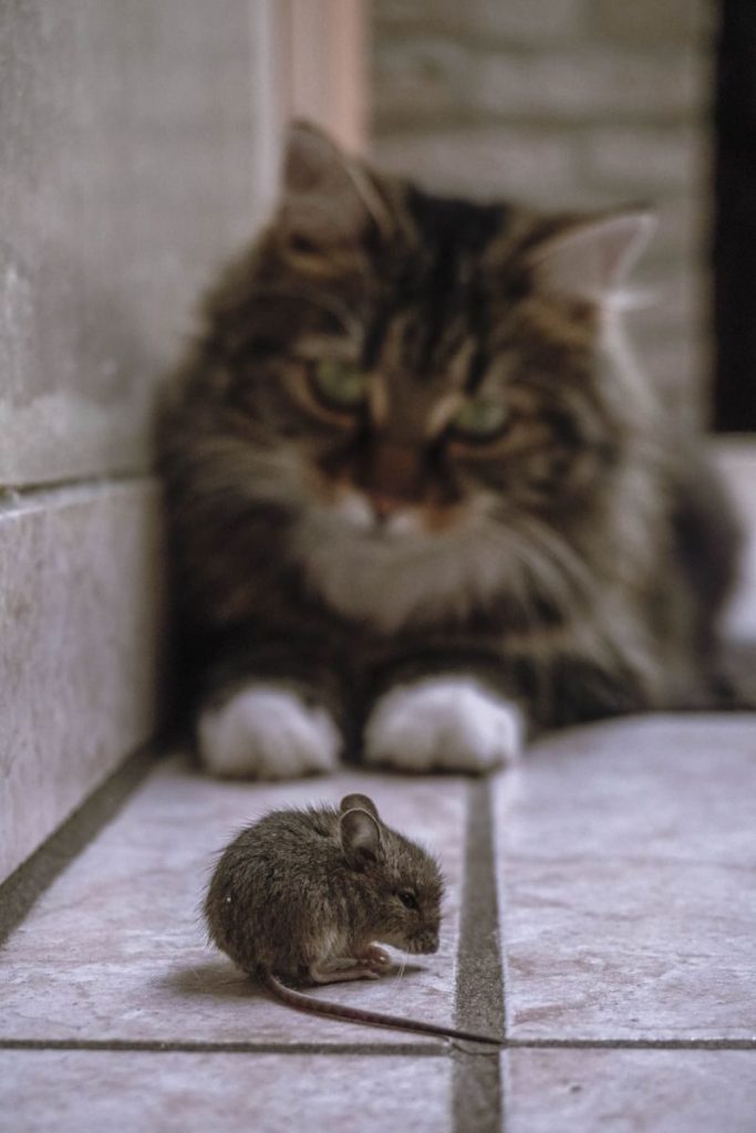 A domestic cat intently watching a mouse on a tiled floor indoors. Perfect capture of predator and prey interaction.
