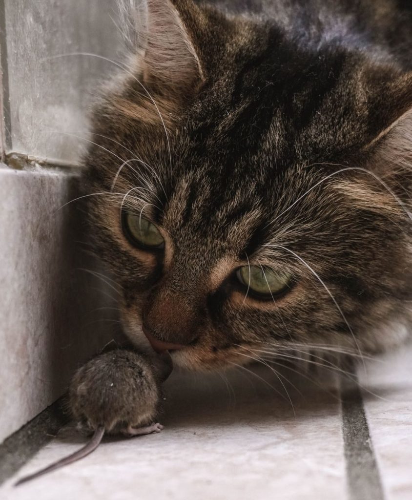 Intense image of a cat closely observing its mouse prey indoors.