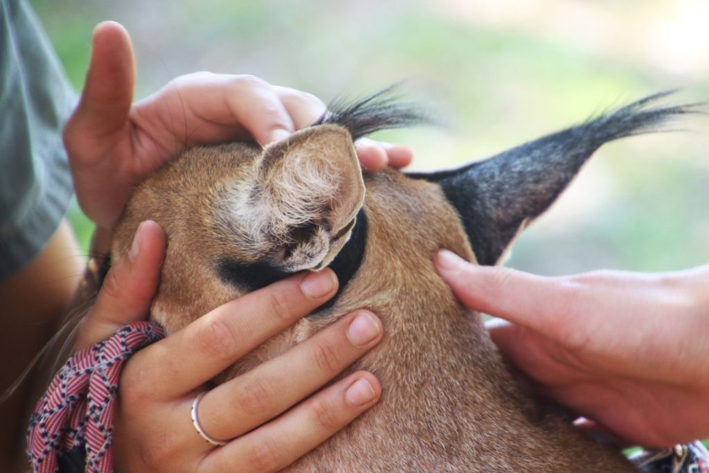 Close-up of hands caressing a caracal's ears, demonstrating a gentle connection with this wild feline.