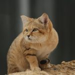 animal, cat, mammal, nature, feline, pet, species, fauna, cute