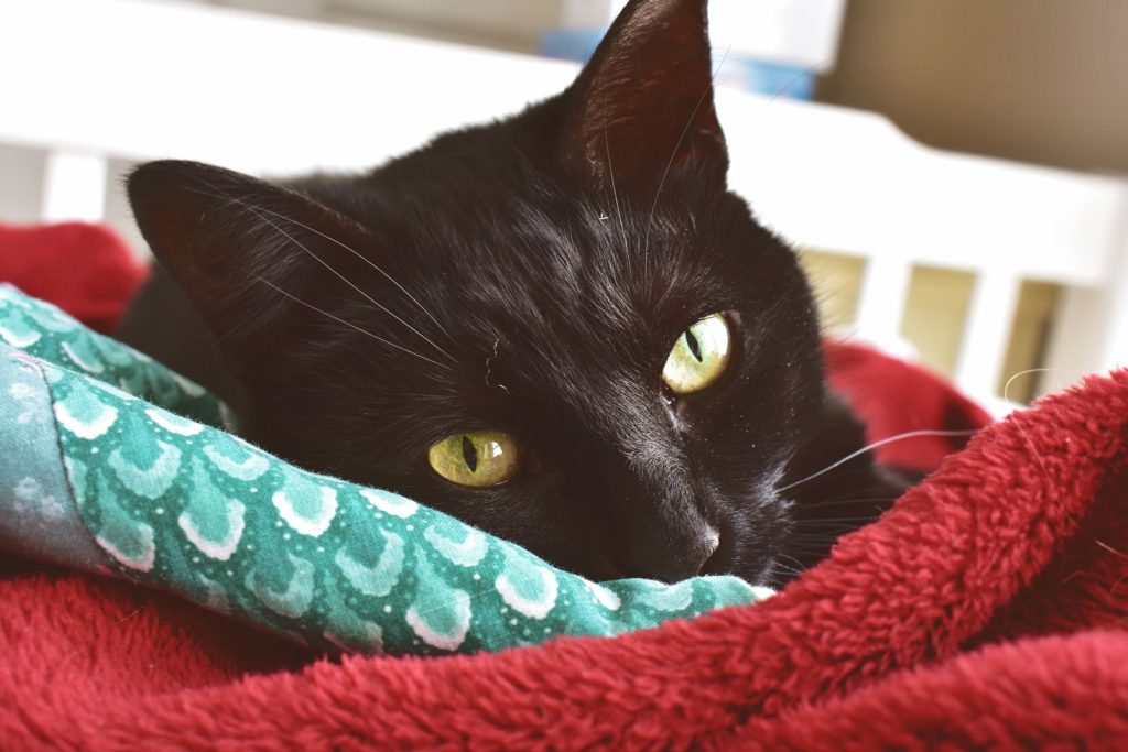 A serene black cat with yellow eyes snuggled in colorful blankets at home.