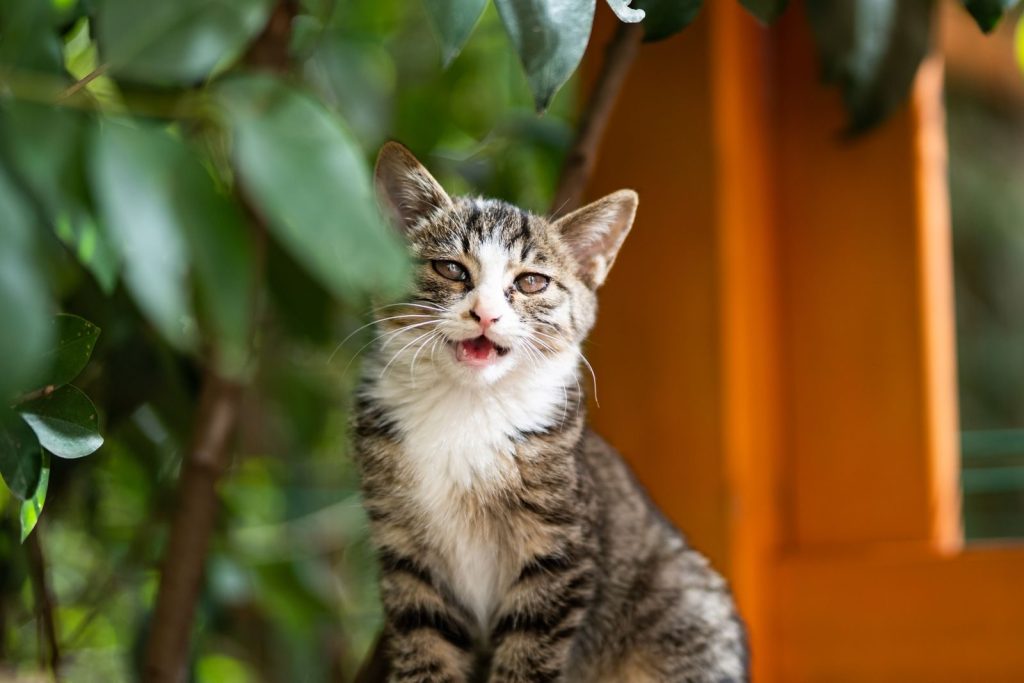 Playful tabby cat captured in a lush outdoor garden setting.