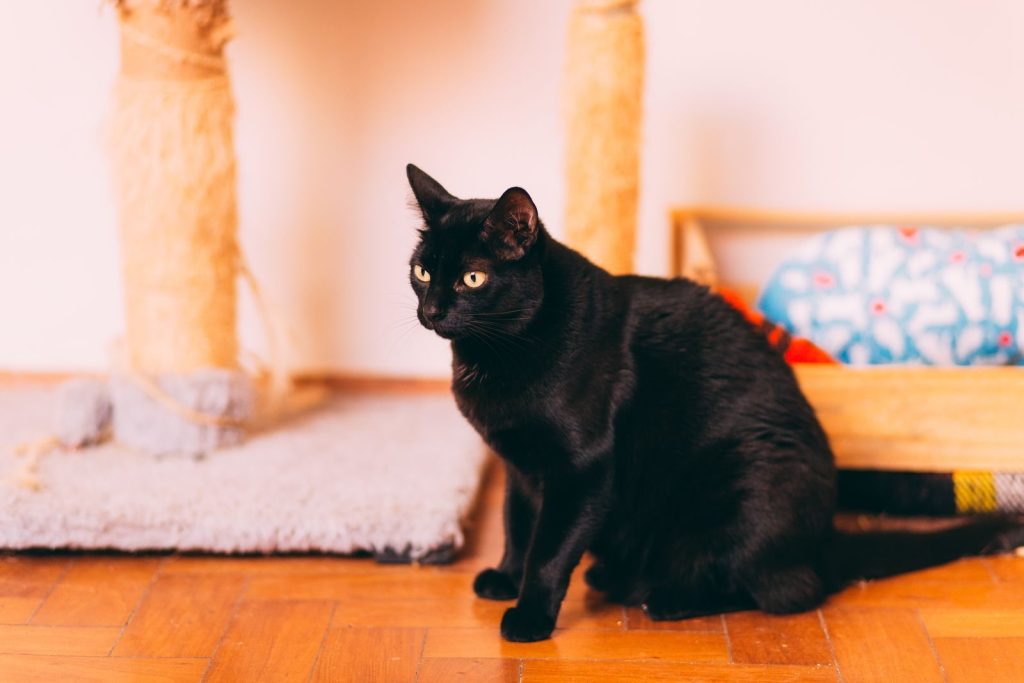 Adorable black cat sitting calmly inside with a scratching post in the background.