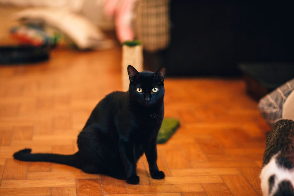 Elegant black cat sitting on a wooden floor in a cozy indoor setting.