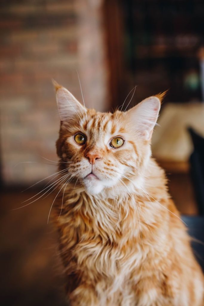 A detailed portrait of a Maine Coon cat looking inquisitive, showcasing its fluffy fur and striking eyes.