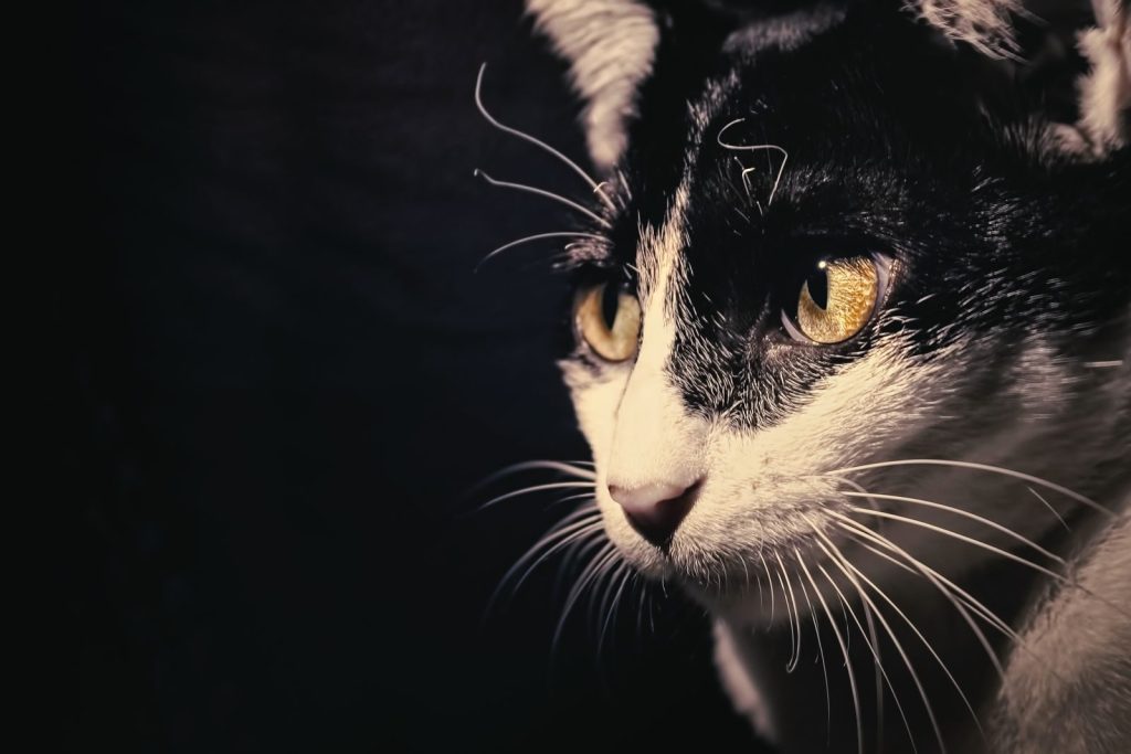 A close-up shot of a black and white cat with striking golden eyes, showcasing its whiskers.