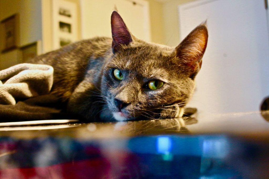 Close-up shot of a gray domestic cat laying indoors on a reflective surface, showcasing its mesmerizing eyes.