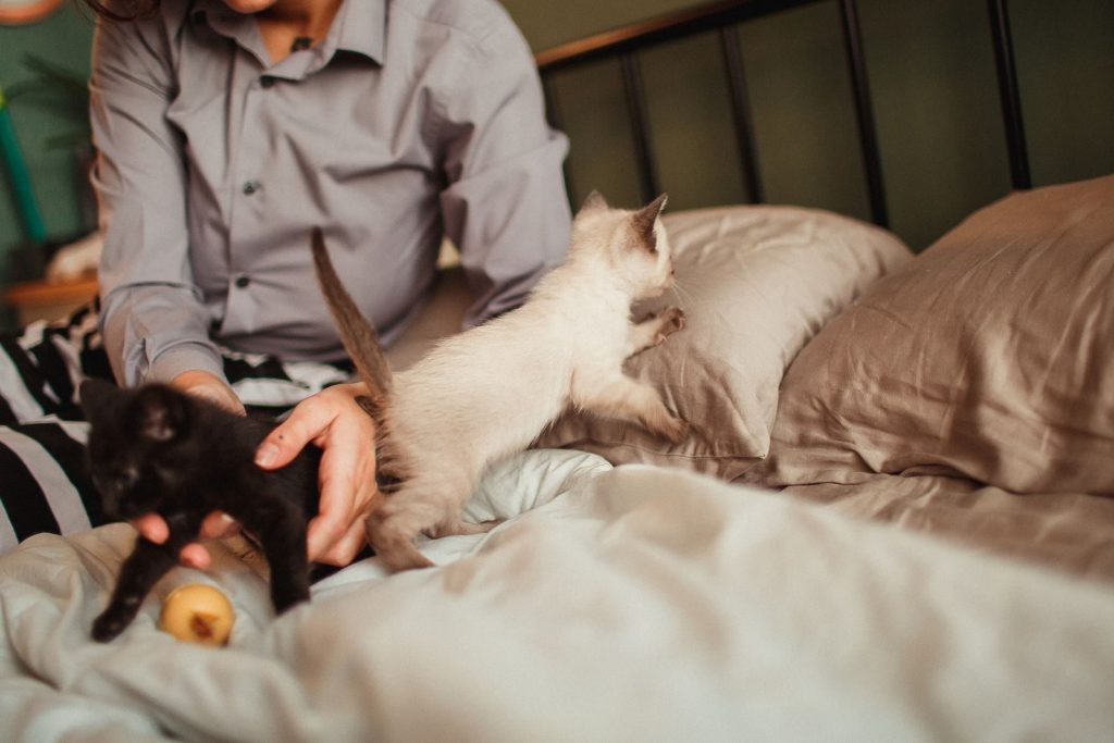 Two playful kittens with a person on a bed, creating a cozy and warm atmosphere.