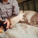 Two playful kittens with a person on a bed, creating a cozy and warm atmosphere.