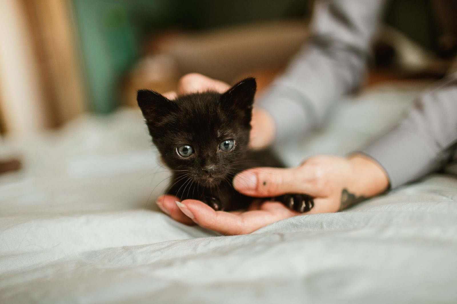 Cute black kitten being gently held indoors, highlighting pet affection.