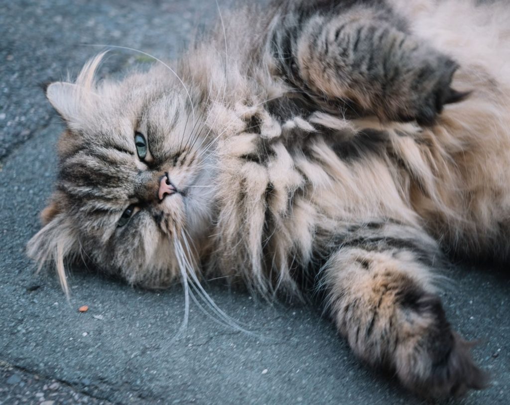 Adorable Persian cat lying on the ground, showing off its fluffy coat and whiskers.
