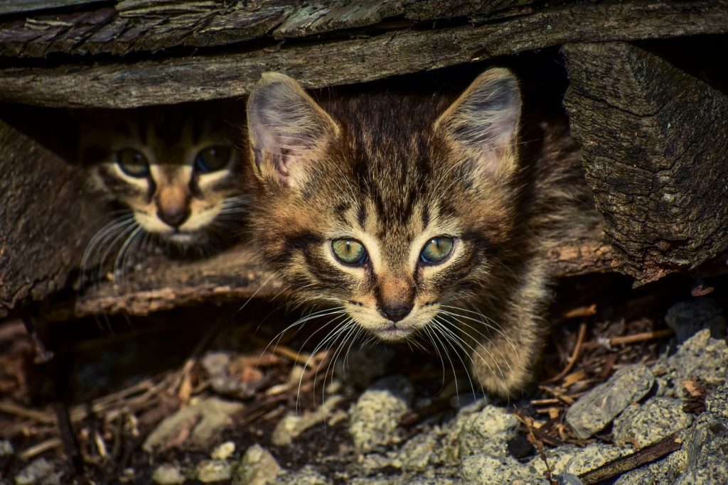Two cute kittens peeking from a wooden hideout, showcasing their curiosity and playful nature.