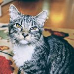 A close-up of a tabby cat with striking yellow eyes sitting on a patterned carpet.