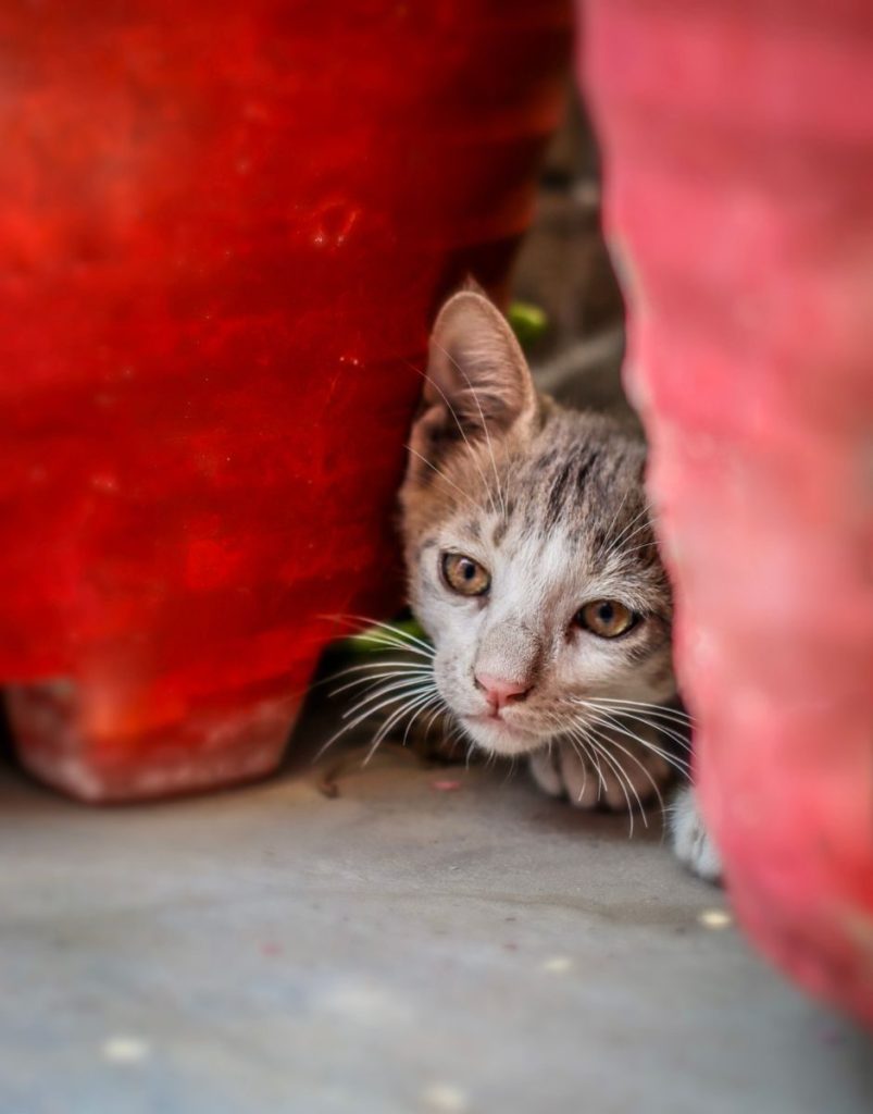A cute tabby cat peers curiously between vibrant red pots, highlighting its playful and inquisitive nature.