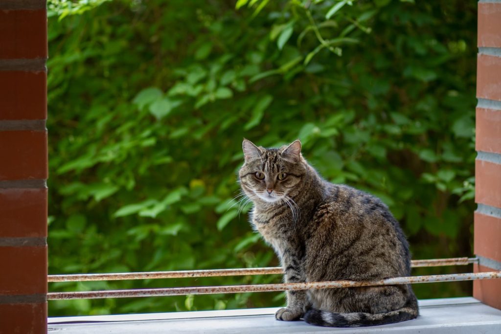 Charming tabby cat sits on a porch surrounded by lush greenery.