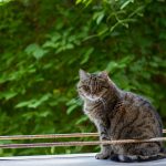 Charming tabby cat sits on a porch surrounded by lush greenery.