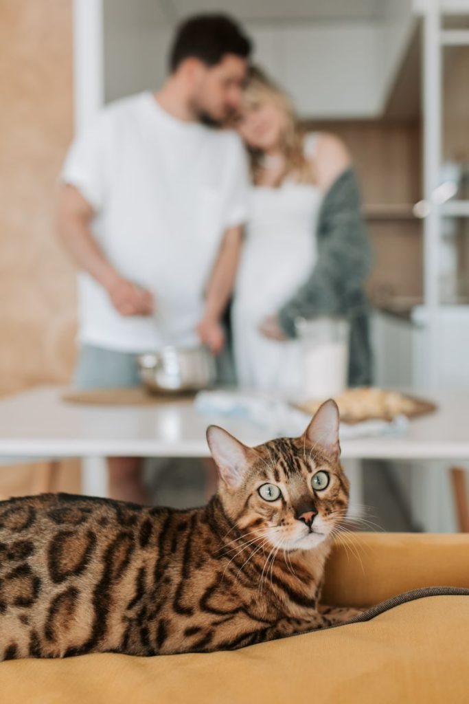 A Bengal cat relaxing while a pregnant couple interacts in the background.