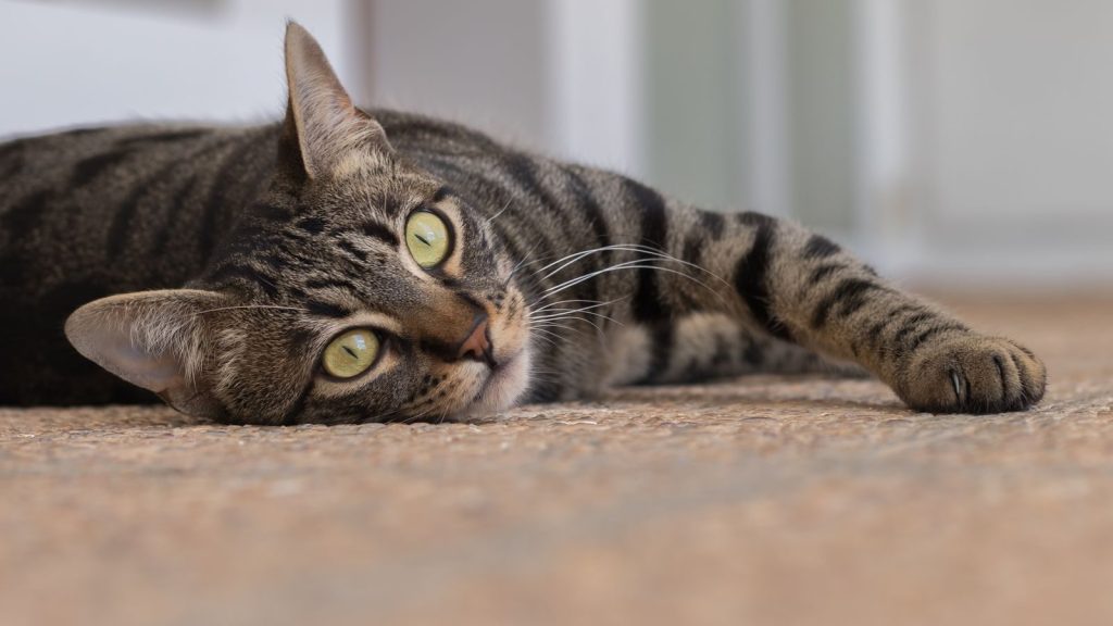 A laid-back tabby cat lying on the carpet, showcasing its beautiful striped fur and bright eyes.